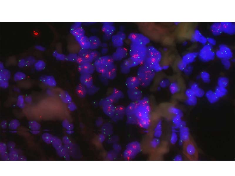 KFBIO KF-FL-400 Digital Pathology Slide Scanner (Fluorescence)