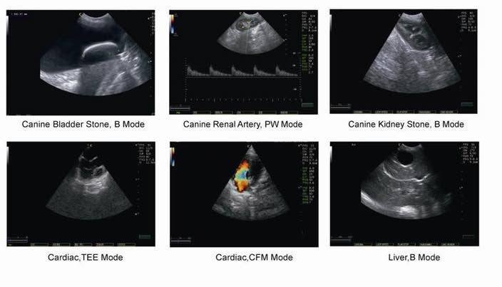 Chison Q6V Vet Ultrasound #