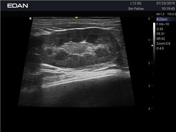 EDAN Acclarix AX2 Vet Ultrasound System