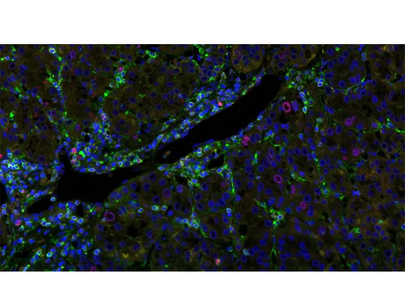 KFBIO KF-FL-400 Digital Pathology Slide Scanner (Fluorescence)