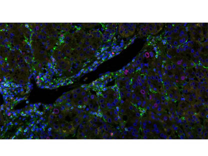 KFBIO KF-FL-400 Digital Pathology Slide Scanner (Fluorescence)