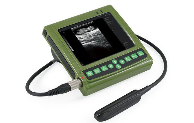 Bovine KXV1KM Pregnancy/Backfat #