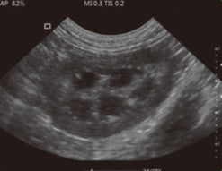 Chison SonoTouch 20 Vet Ultrasound #