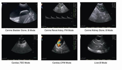 Chison Q6V Vet Ultrasound #